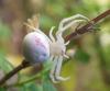 Misumena vatia